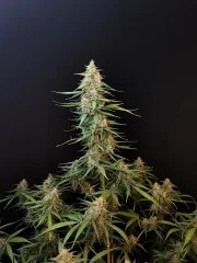 Sour Diesel Auto – product view 4
