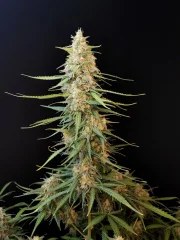 Sour Diesel Auto – product view 5