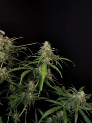 Sour Diesel Auto – product view 6