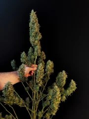 Sour Diesel Auto – product view 8