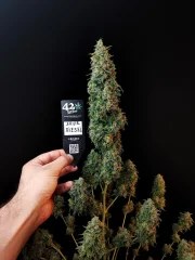 Sour Diesel Auto – product view 9