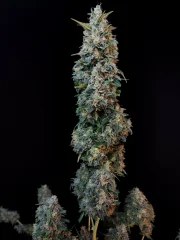 Sour Diesel Auto – product view 10