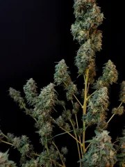 Sour Diesel Auto – product view 11