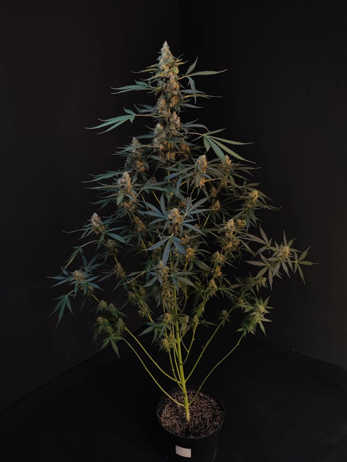 Northern Lights Auto – FastBuds – Autoflowering