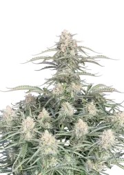 Northern Lights Auto – product view 1