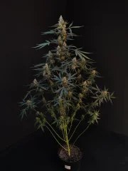 Northern Lights Auto – product view 2
