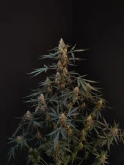 Northern Lights Auto – product view 3
