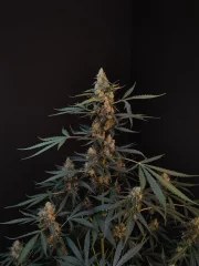 Northern Lights Auto – product view 4