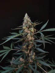 Northern Lights Auto – product view 5