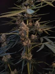 Northern Lights Auto – product view 6
