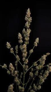 Northern Lights Auto – product view 8