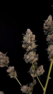 Northern Lights Auto – product view 9