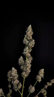 Northern Lights Auto – product view 10