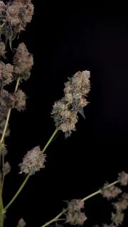 Northern Lights Auto – product view 11