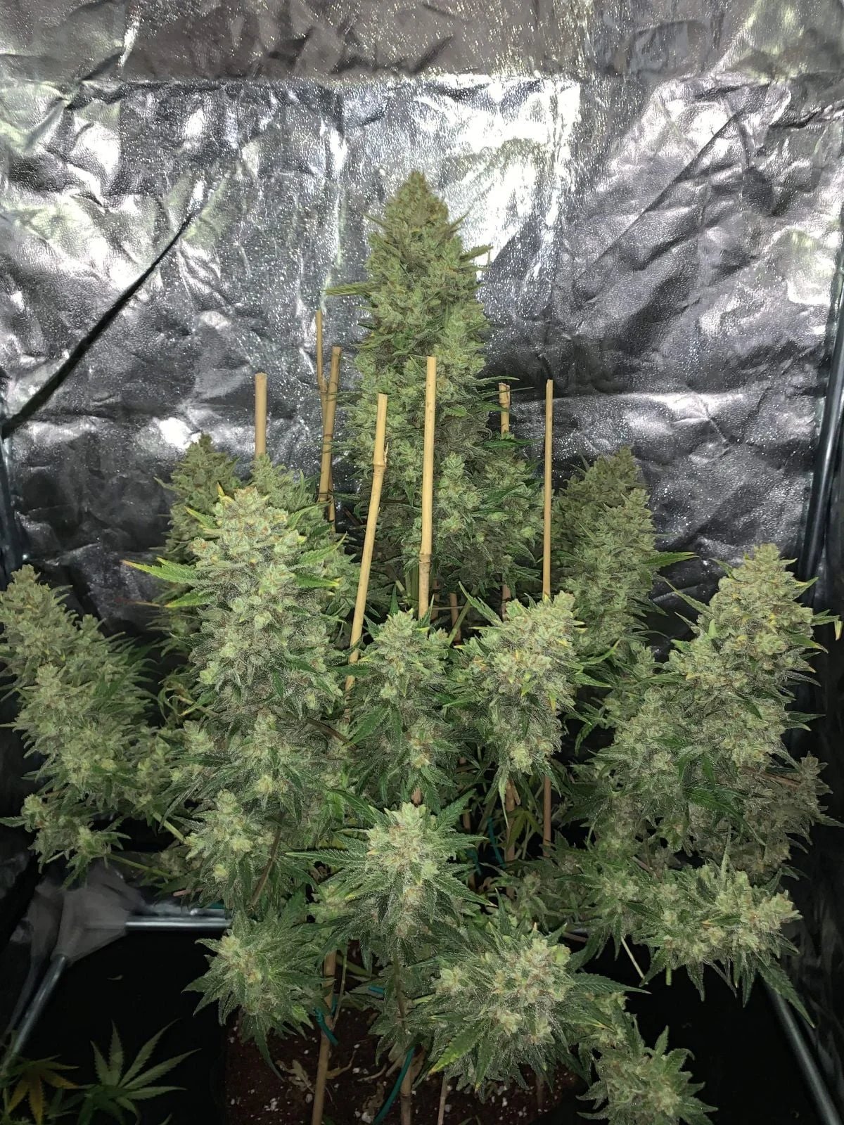 OG Kush Auto – FastBuds – Autoflowering
