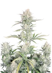 OG Kush Auto – product view 1