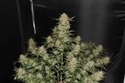 OG Kush Auto – product view 2
