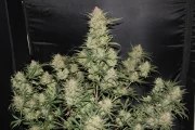 OG Kush Auto – product view 3