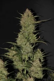 OG Kush Auto – product view 4