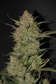 OG Kush Auto – product view 5