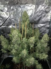 OG Kush Auto – product view 6