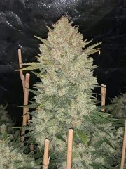 OG Kush Auto – product view 7