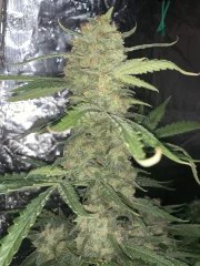 OG Kush Auto – product view 8