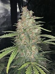 OG Kush Auto – product view 9