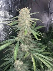 OG Kush Auto – product view 10