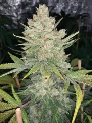OG Kush Auto – product view 11