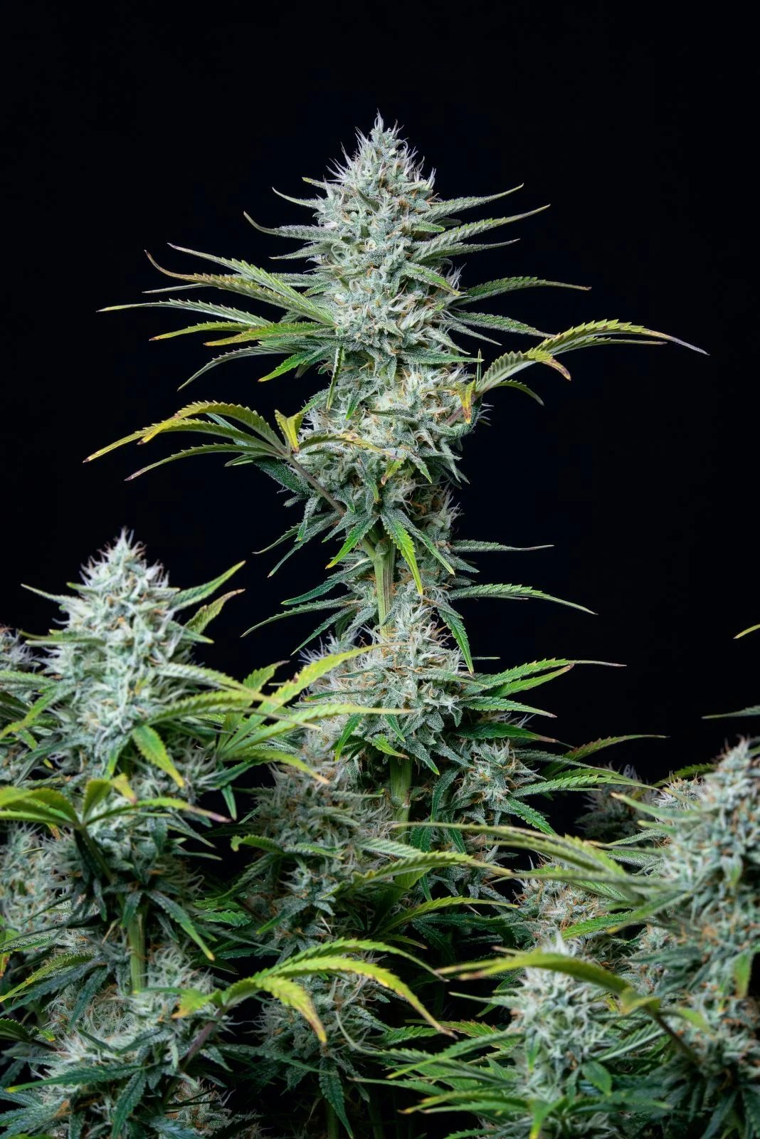 White Widow Auto – FastBuds – Autoflowering