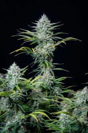 White Widow Auto – FastBuds – Autoflowering