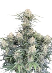 White Widow Auto – product view 1