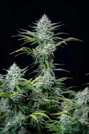 White Widow Auto – product view 2