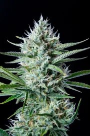 White Widow Auto – product view 3