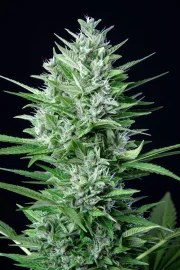 White Widow Auto – product view 4