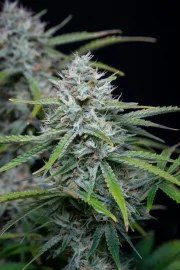White Widow Auto – product view 5