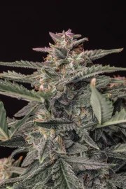 White Widow Auto – product view 6