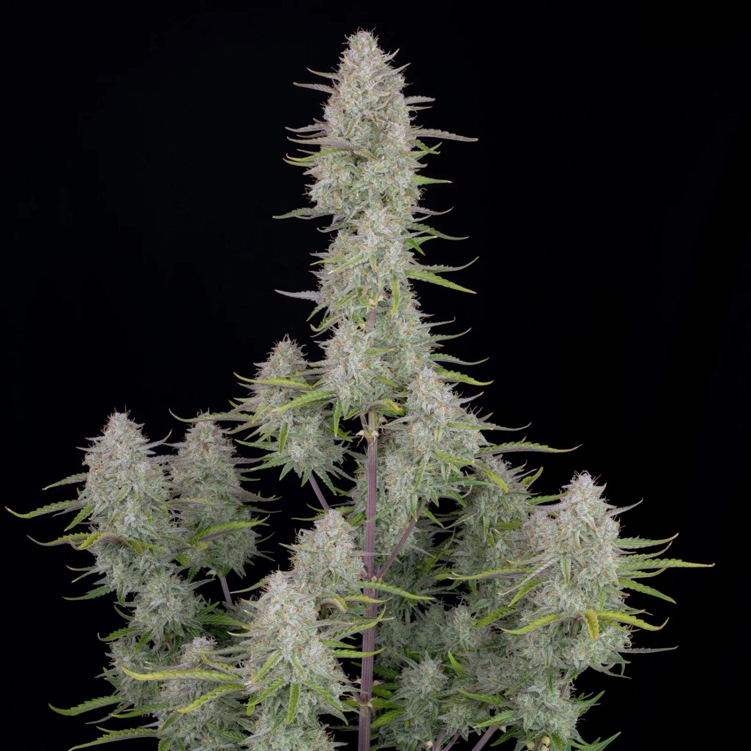 Wedding Cheesecake Auto – FastBuds – Autoflowering