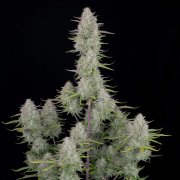 Wedding Cheesecake Auto – FastBuds – Autoflowering