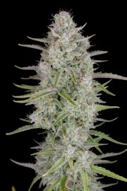 Wedding Cheesecake Auto – product view 6