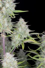 Wedding Cheesecake Auto – product view 7