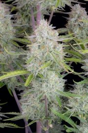 Wedding Cheesecake Auto – product view 8