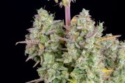 Wedding Cheesecake Auto – product view 9