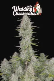 Wedding Cheesecake Auto – product view 11