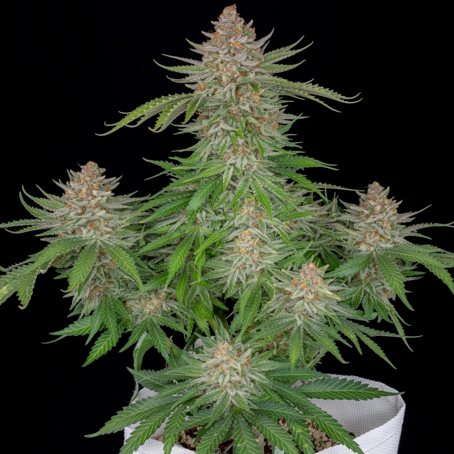 Strawberry Pie Auto – FastBuds – Autoflowering