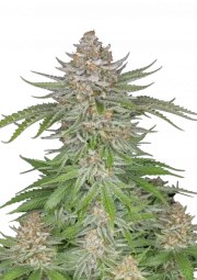 Strawberry Pie Auto – product view 1