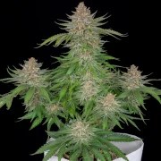 Strawberry Pie Auto – product view 2