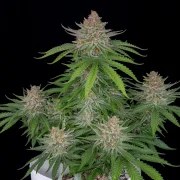 Strawberry Pie Auto – product view 3