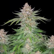 Strawberry Pie Auto – product view 4